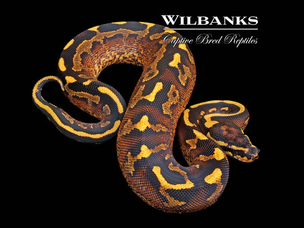 Super Asphalt Ball Python ♀ '25 – Wilbanks Captive Bred Reptiles