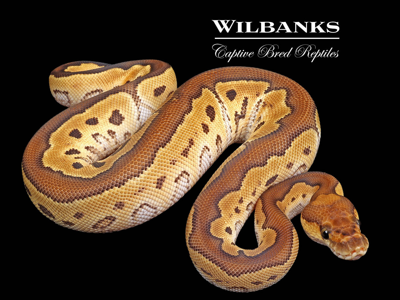 Mojave Clown Ball Python ♀ '25