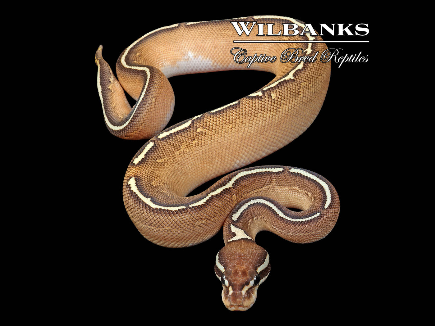 Black Nuclear Freeway Ball Python ♂ '25