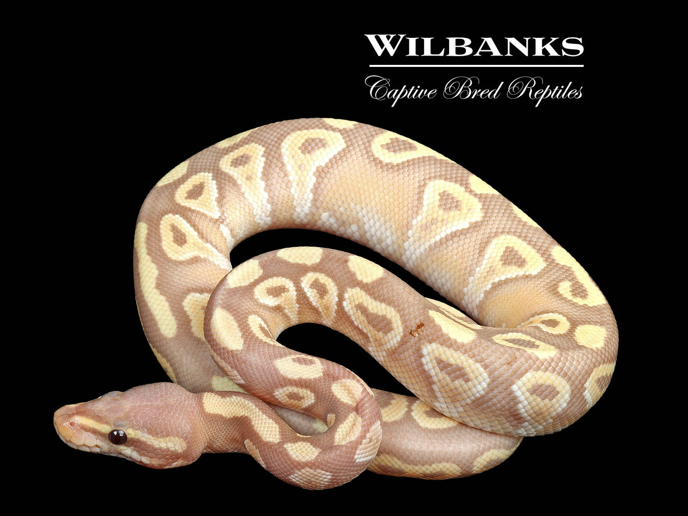 Banana Mojave Ball Python ♂ '25 – Wilbanks Captive Bred Reptiles