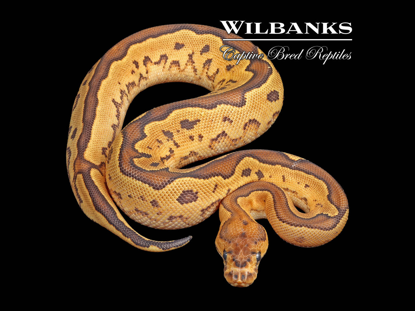 Fire Sugar Yellow Belly Clown Ball Python ♀ '25