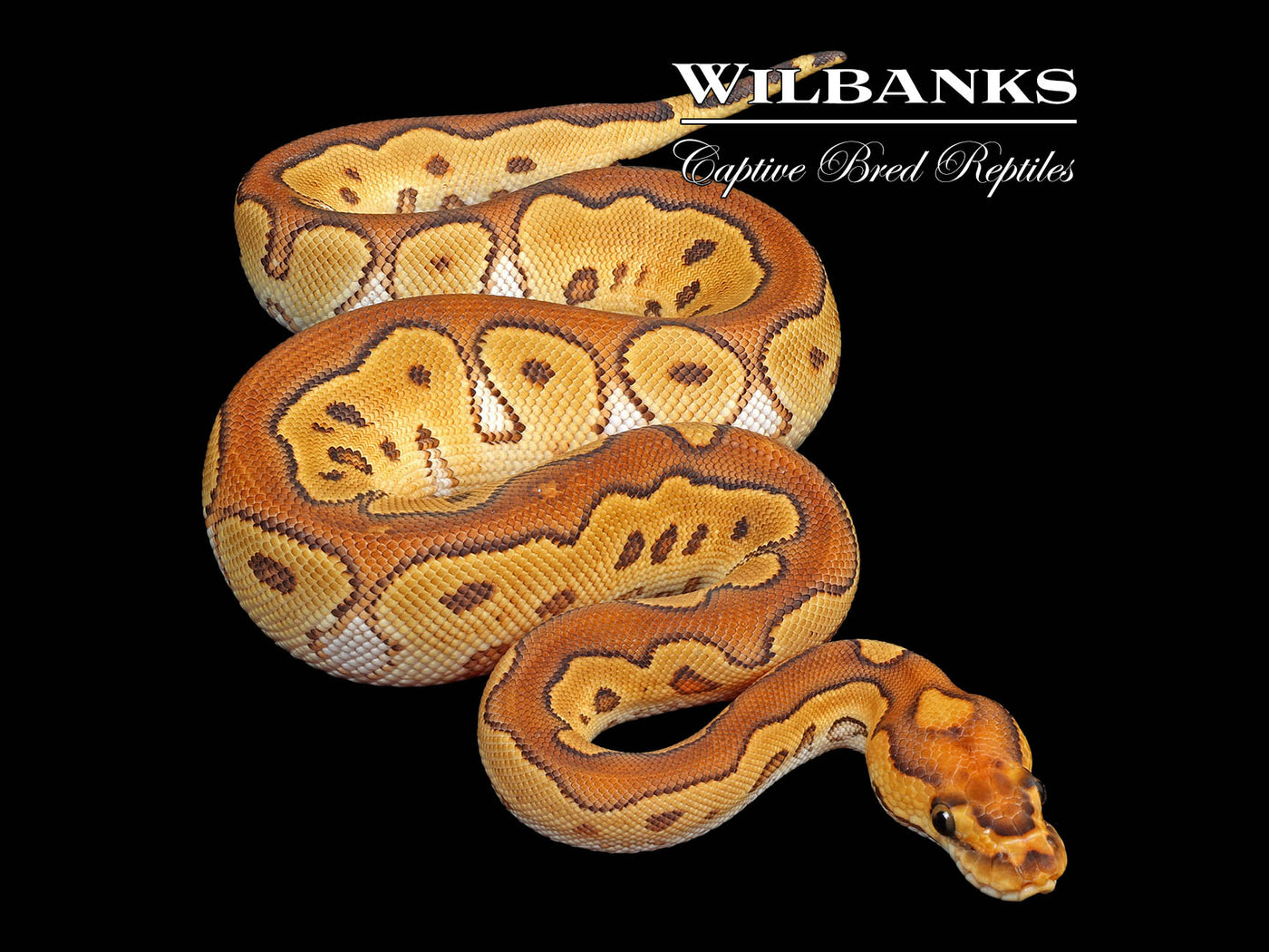 Baker Special Clown Ball Python ♀ '25