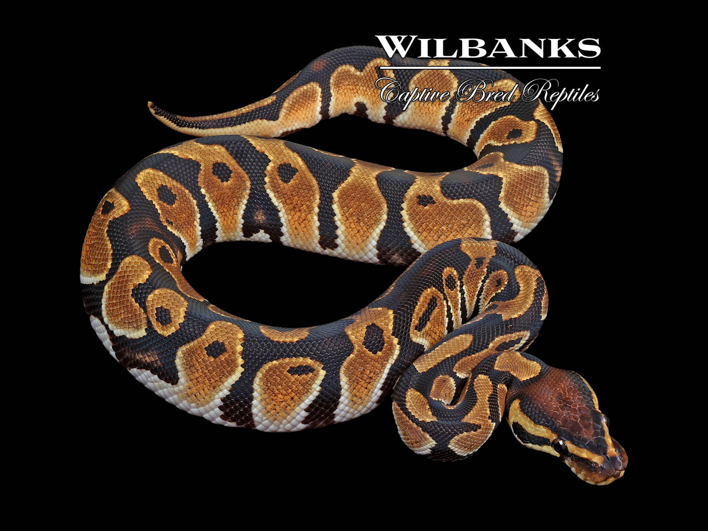 Orange Dream 100% Het. Orange Crush Ball Python ♂ '24