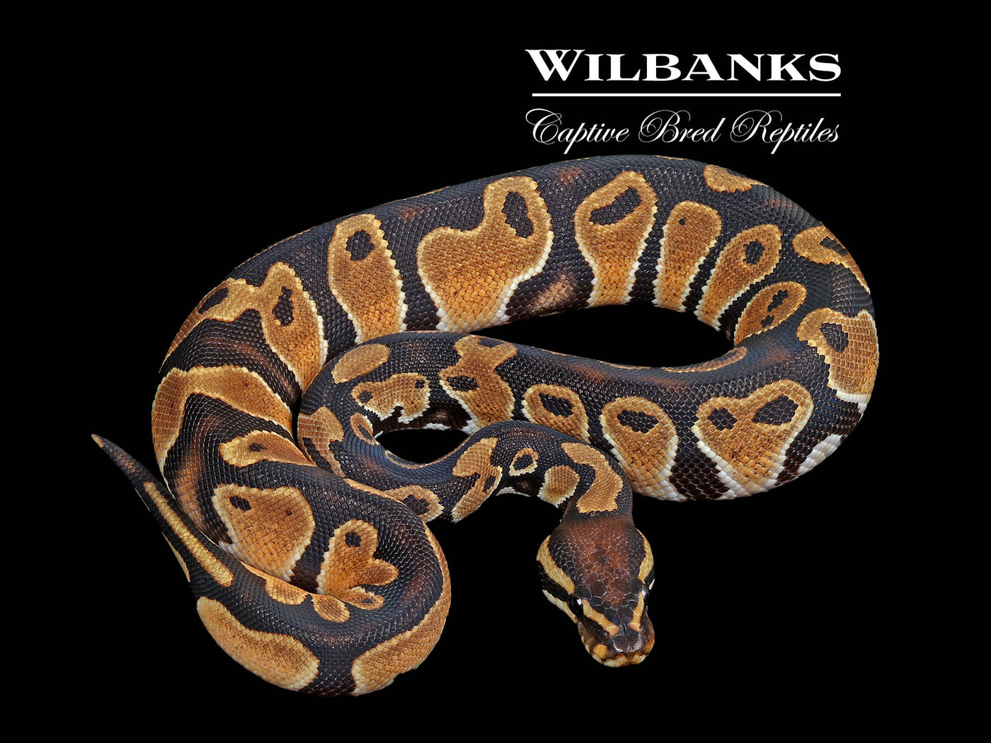 Orange Dream 100% Het. Orange Crush Ball Python ♂ '24