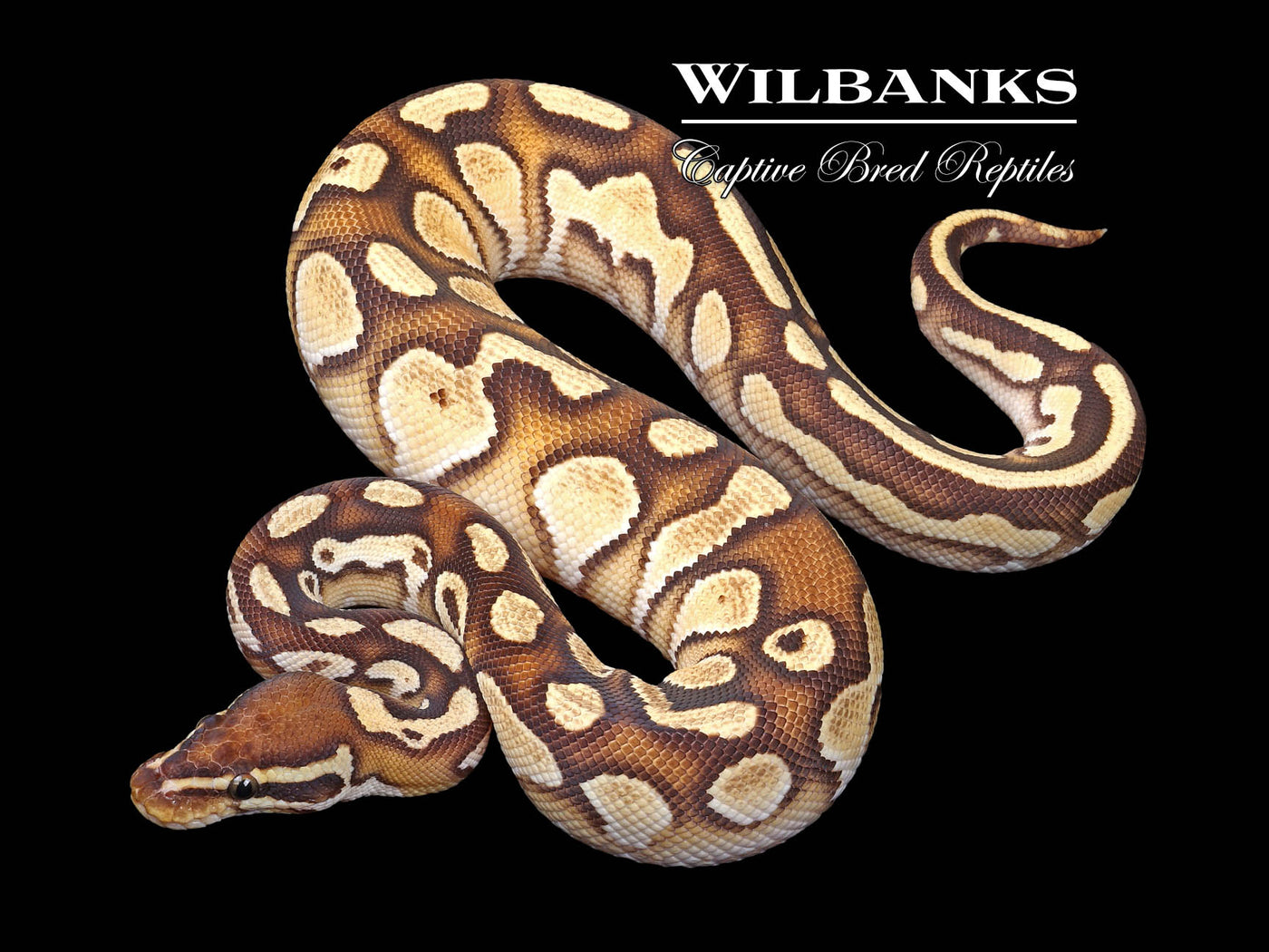 Orange Dream Butter Yellow Belly Ball Python ♂ '24