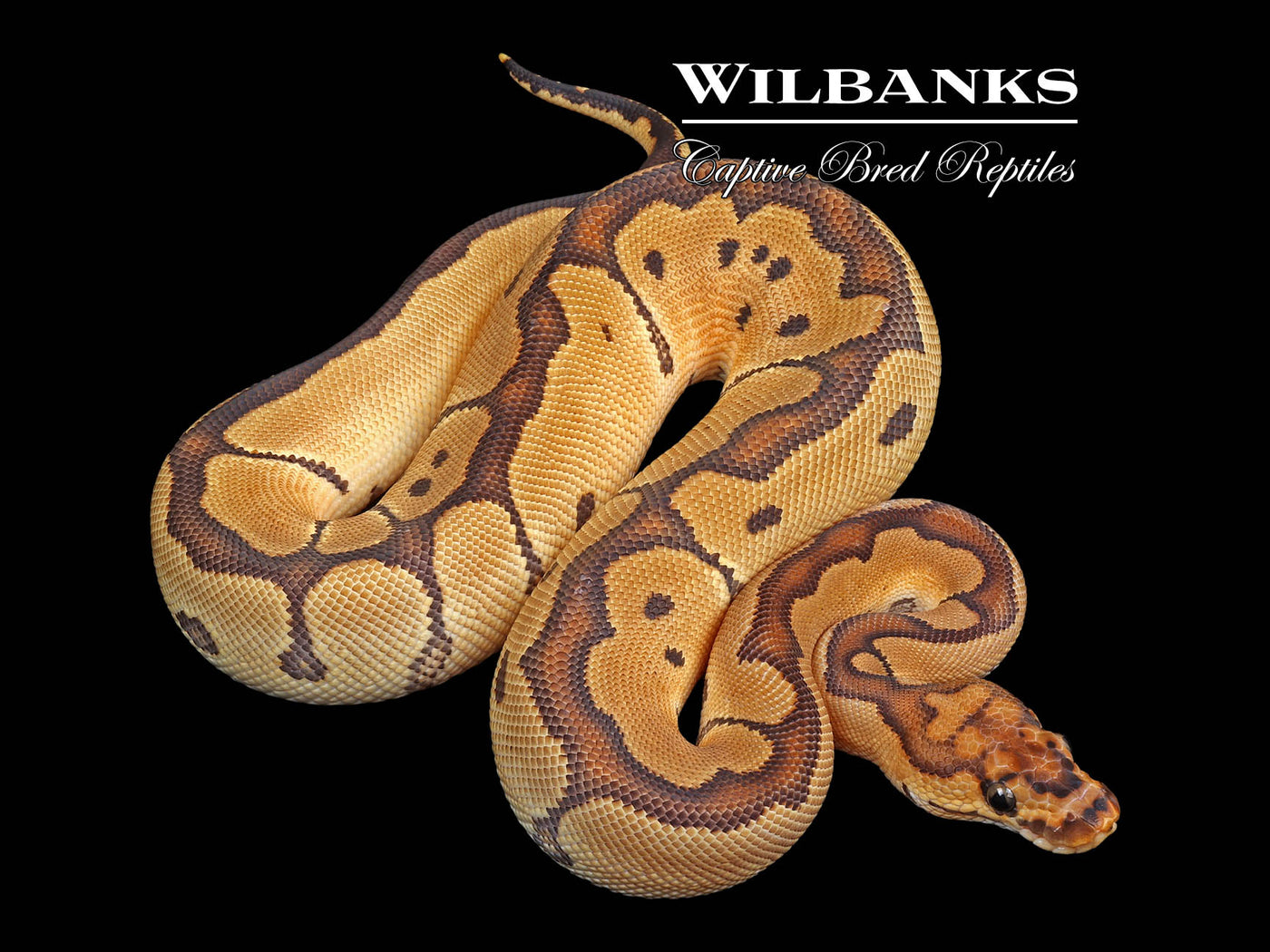 Clown Ball Python ♀ '24