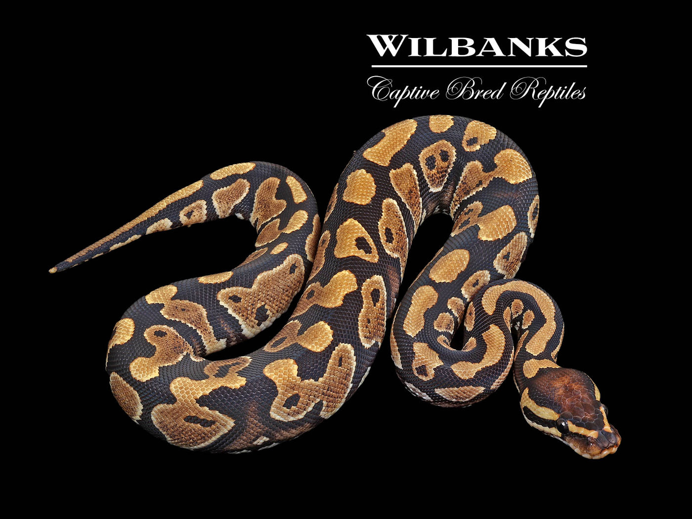 Yellow Belly 100% DH Albino Clown Ball Python ♀ '24