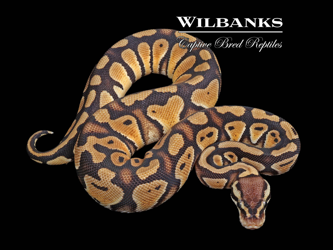 Pastel DH Desert Ghost Clown Ball Python ♀ '24