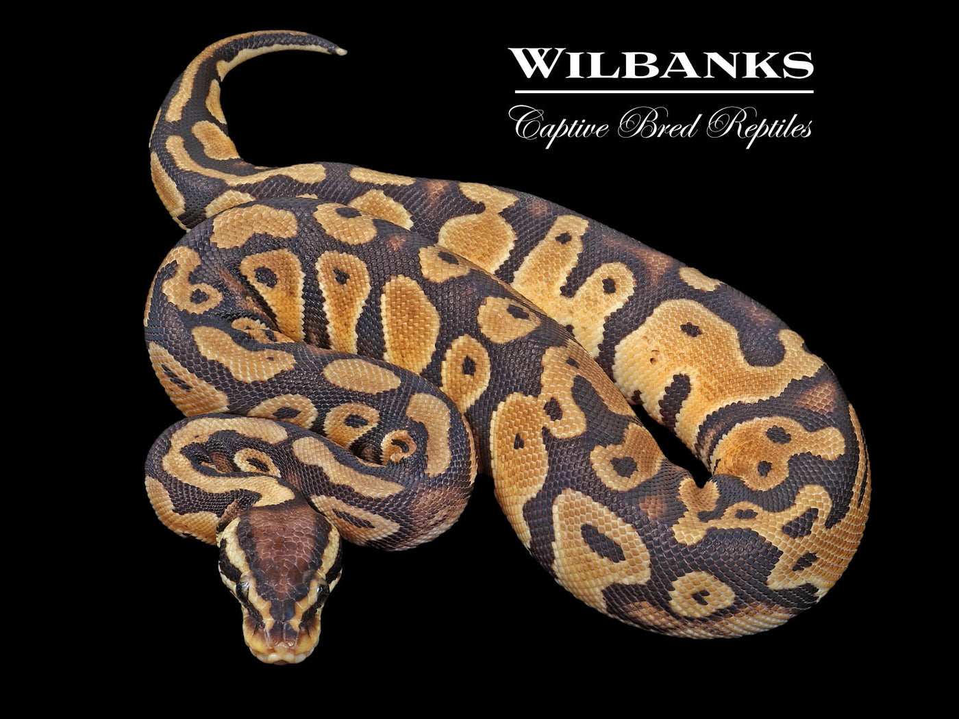 Pastel DH Desert Ghost Clown Ball Python ♀ '24
