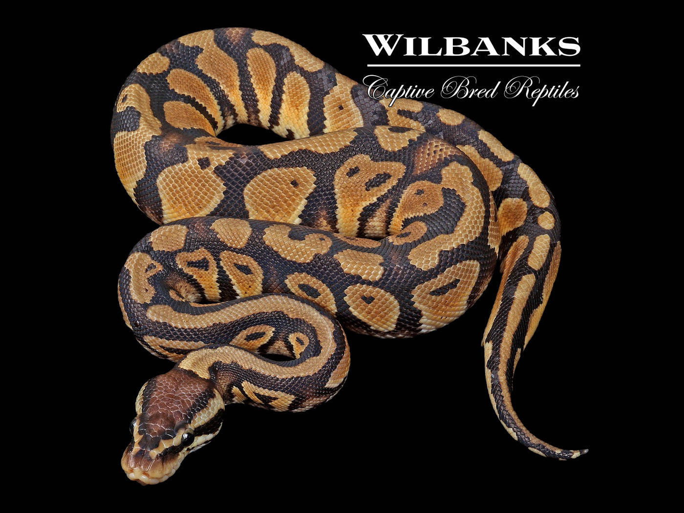 Pastel DH Desert Ghost Clown Ball Python ♂ '24