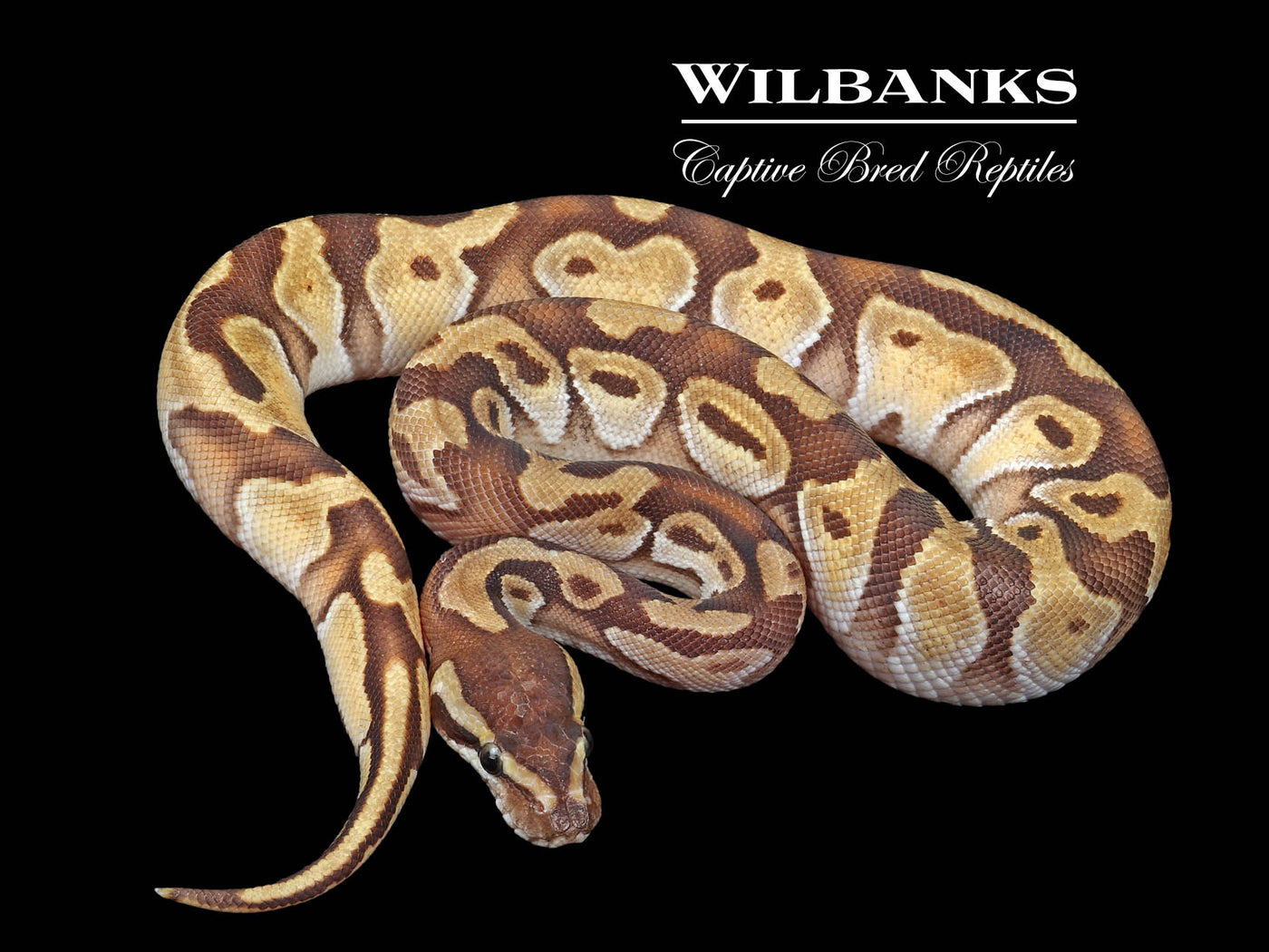 Mojave Enchi Ball Python ♂ '24