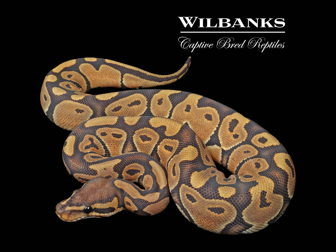 Orange Crush Ball Python ♀ '24