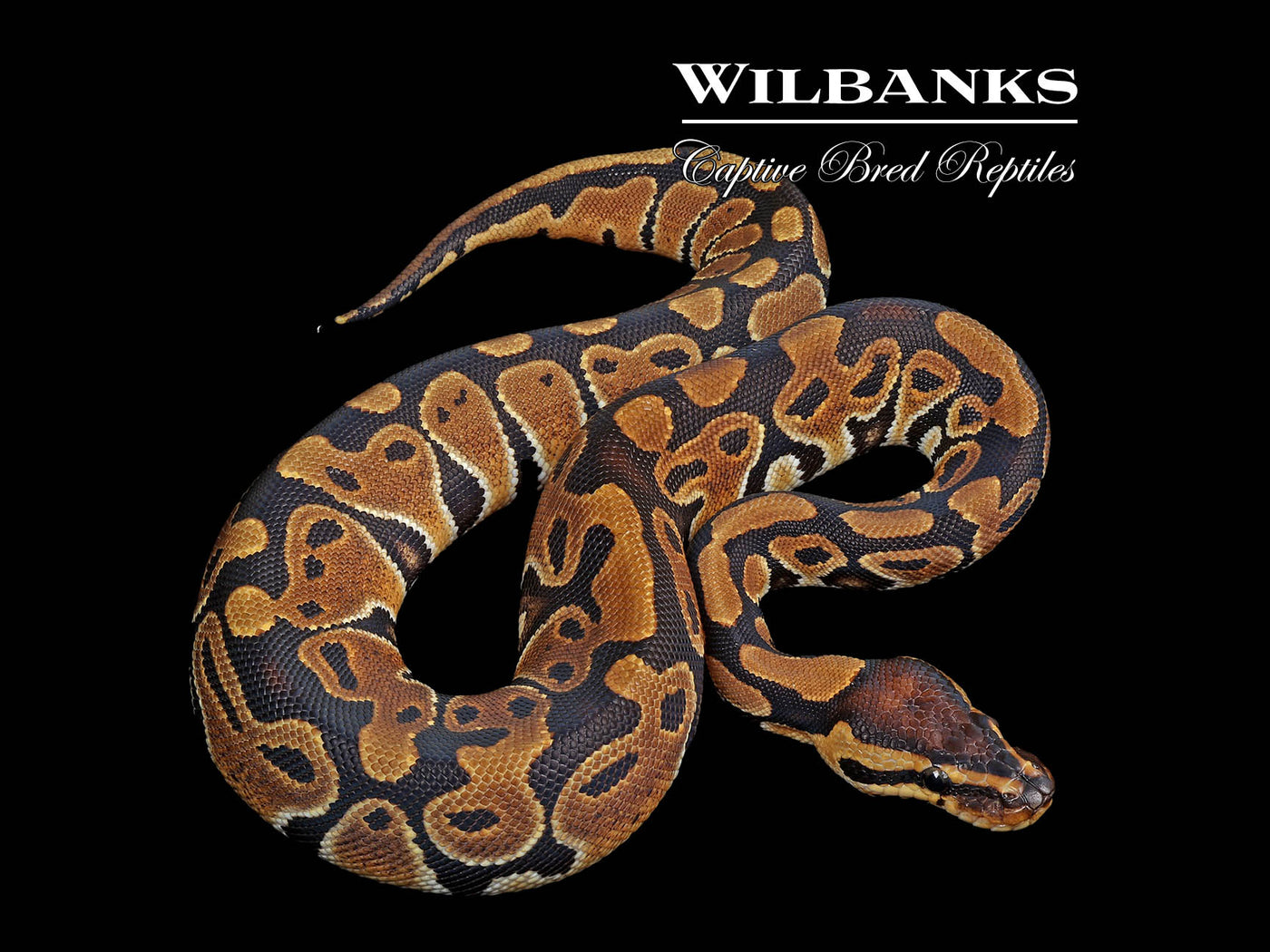 100% Het. Clown Ball Python ♀ '24