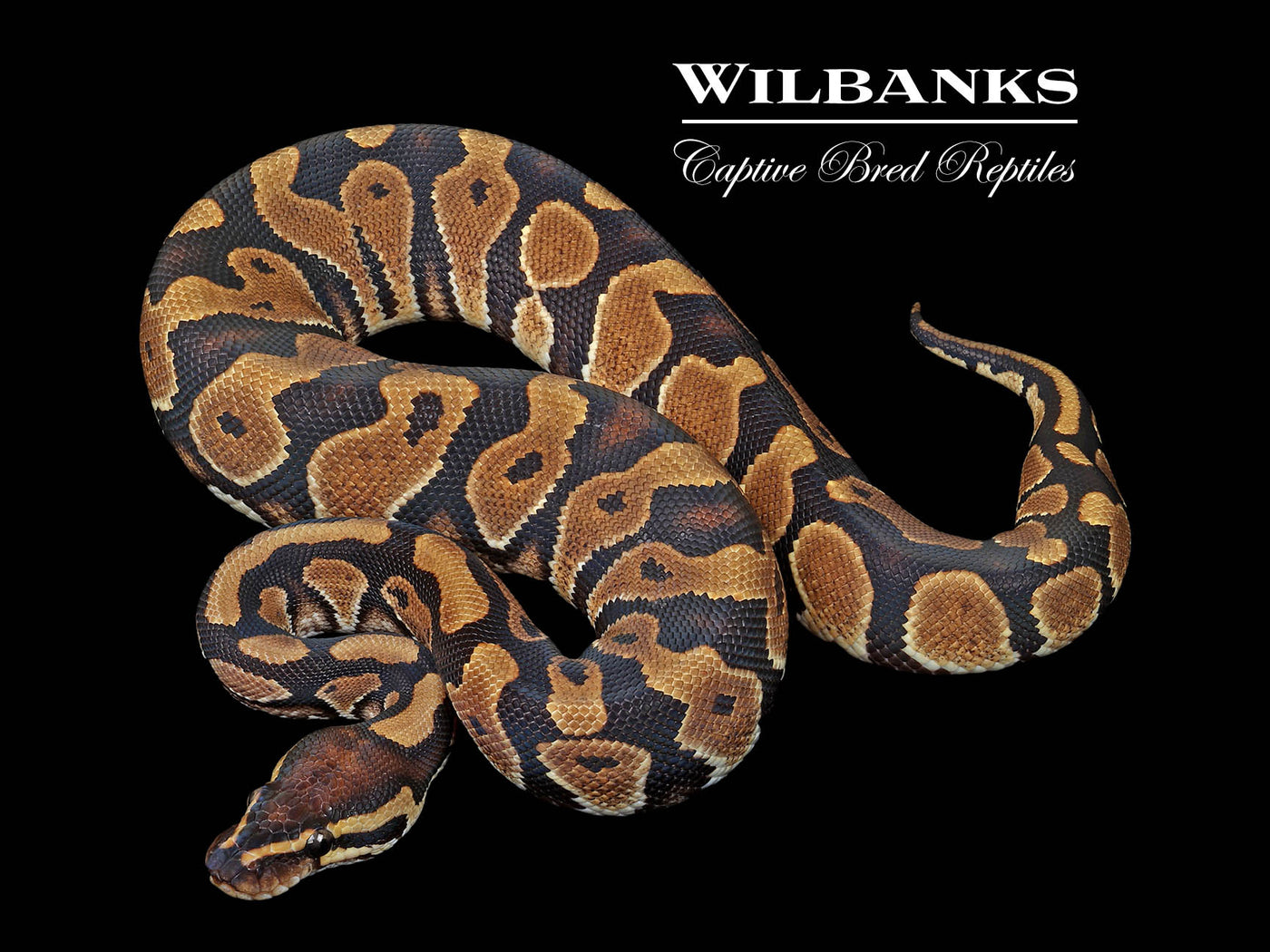 Gravel Ball Python ♂ '24