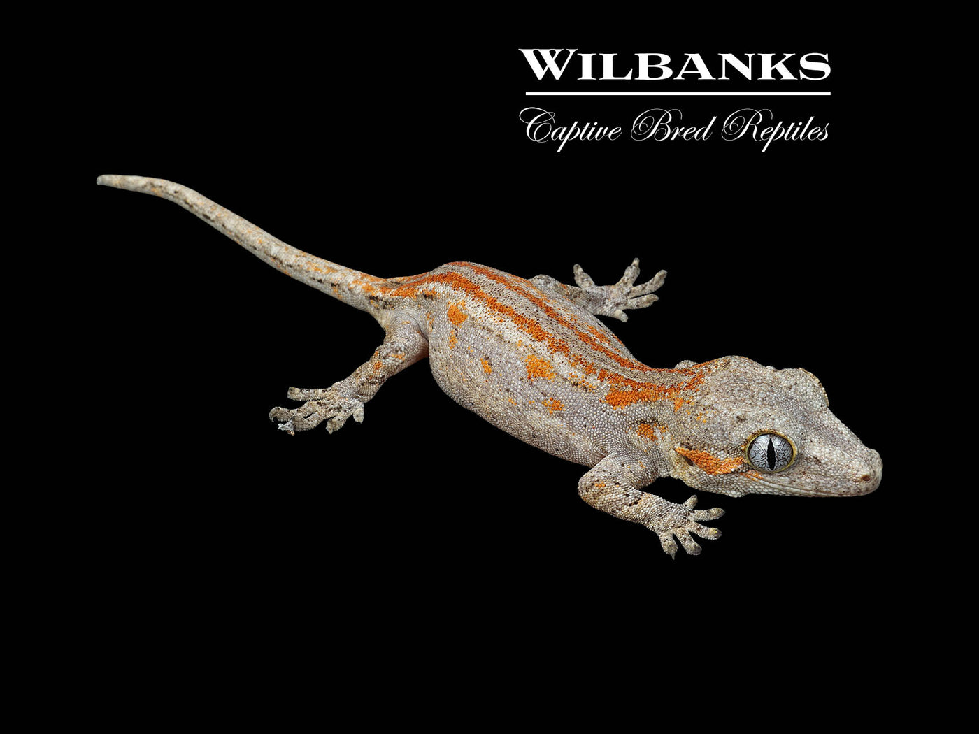Orange Striped Gargoyle Gecko '25