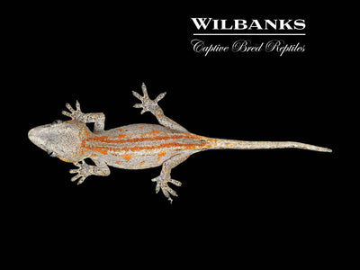 Orange Striped Gargoyle Gecko '25