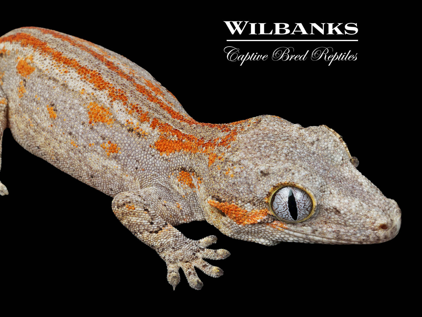 Orange Striped Gargoyle Gecko '25
