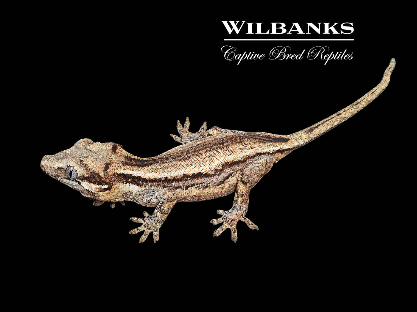 Striped Gargoyle Gecko '25