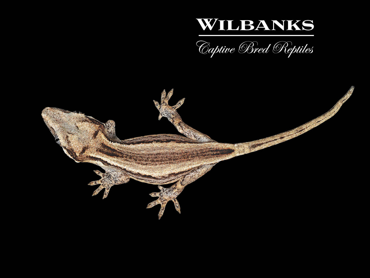 Striped Gargoyle Gecko '25