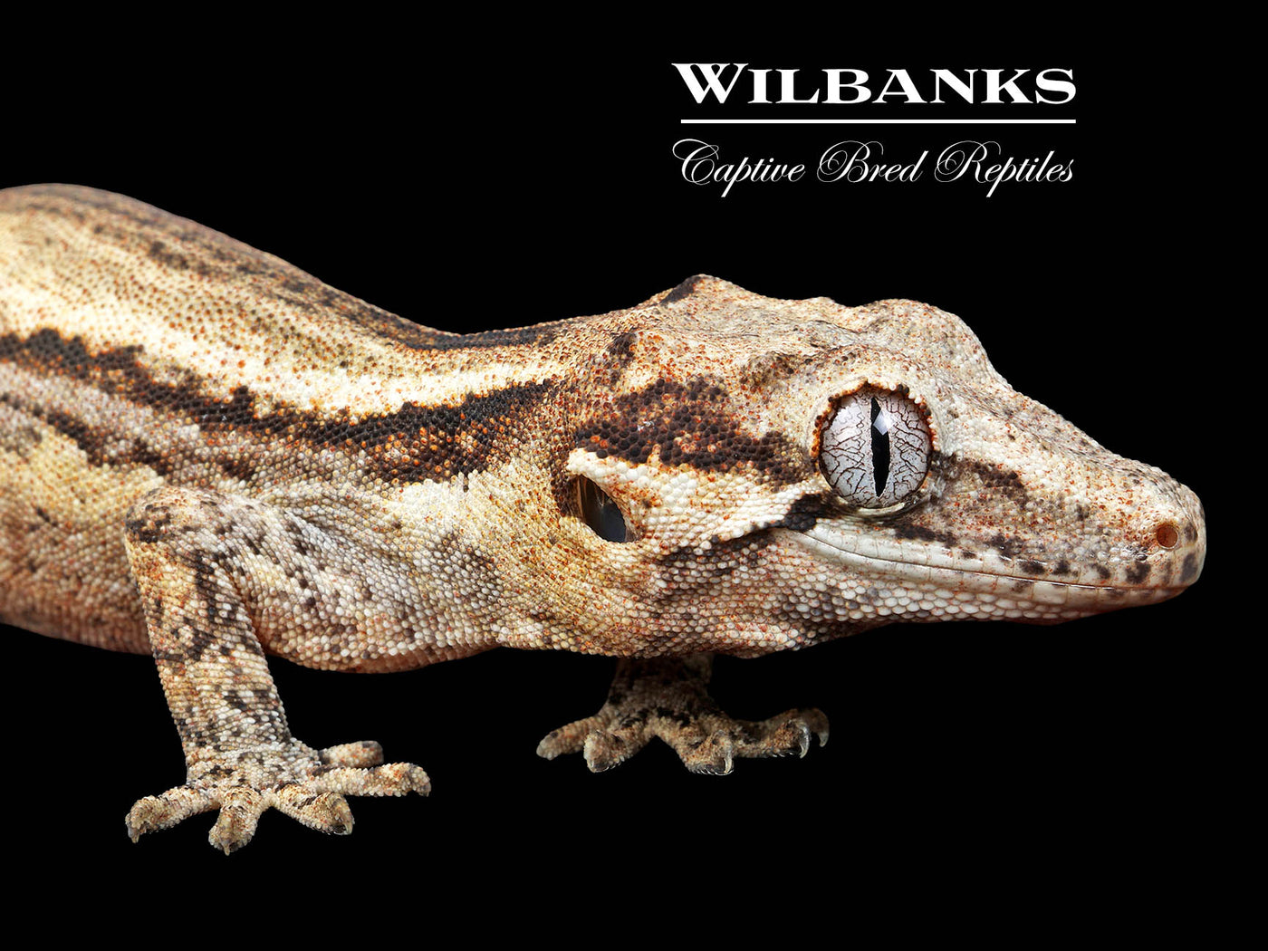 Striped Gargoyle Gecko '25