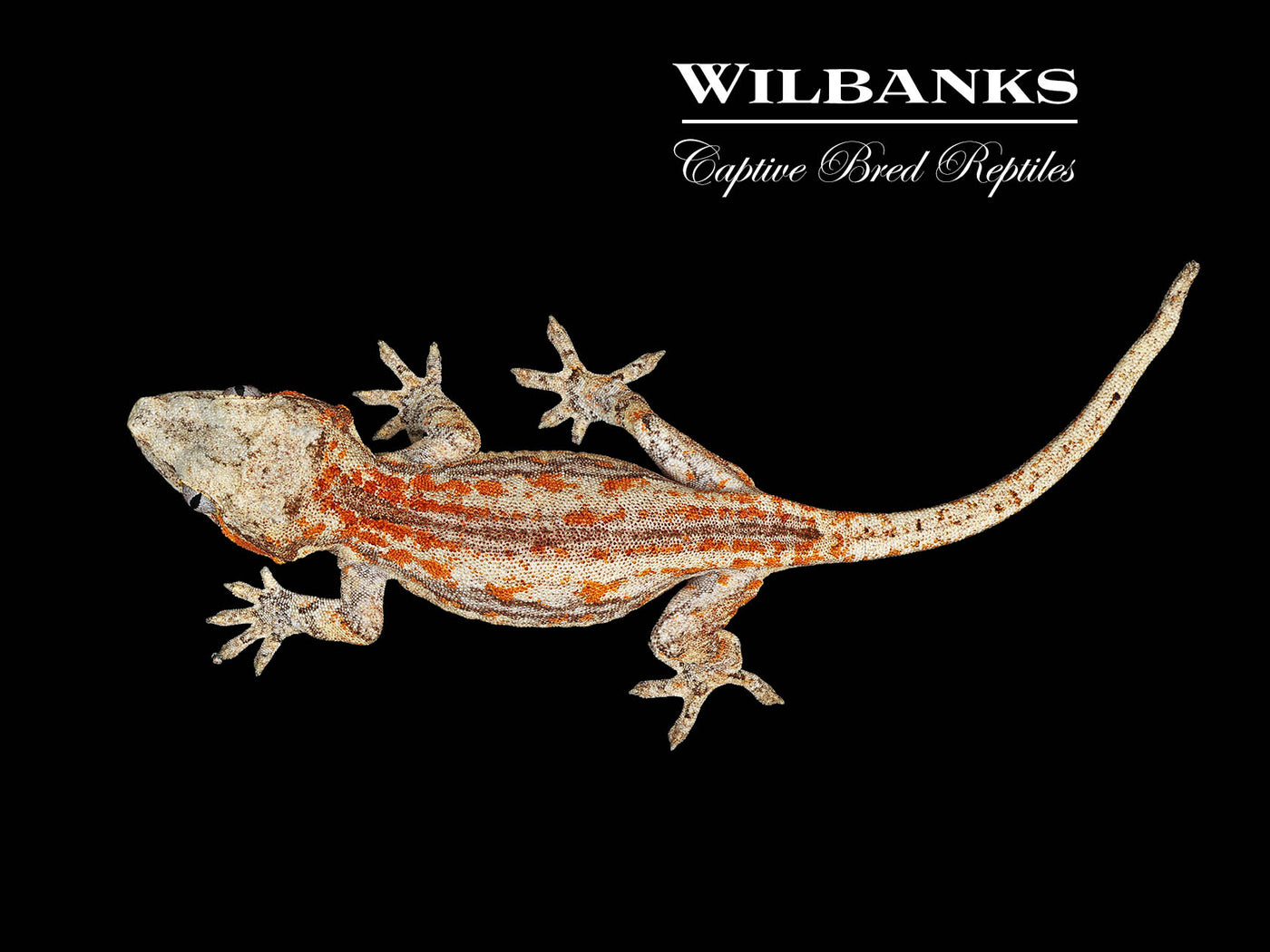 Red Orange Striped Gargoyle Gecko '25