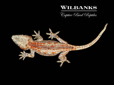 Red Orange Striped Gargoyle Gecko '25
