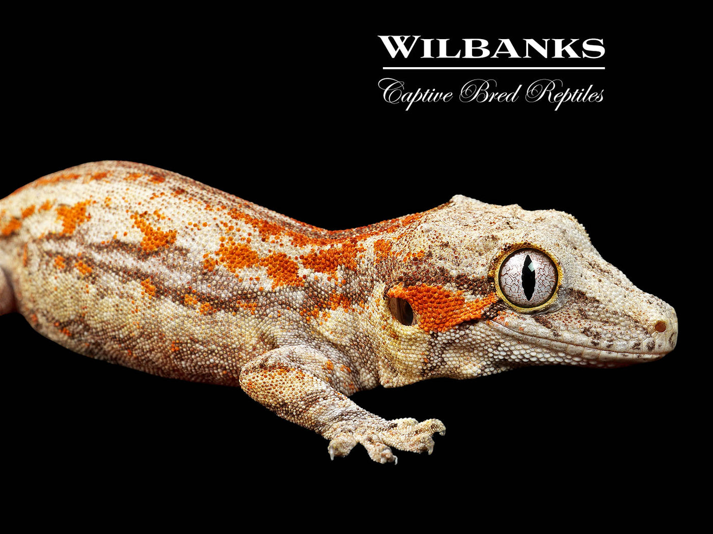 Red Orange Striped Gargoyle Gecko '25
