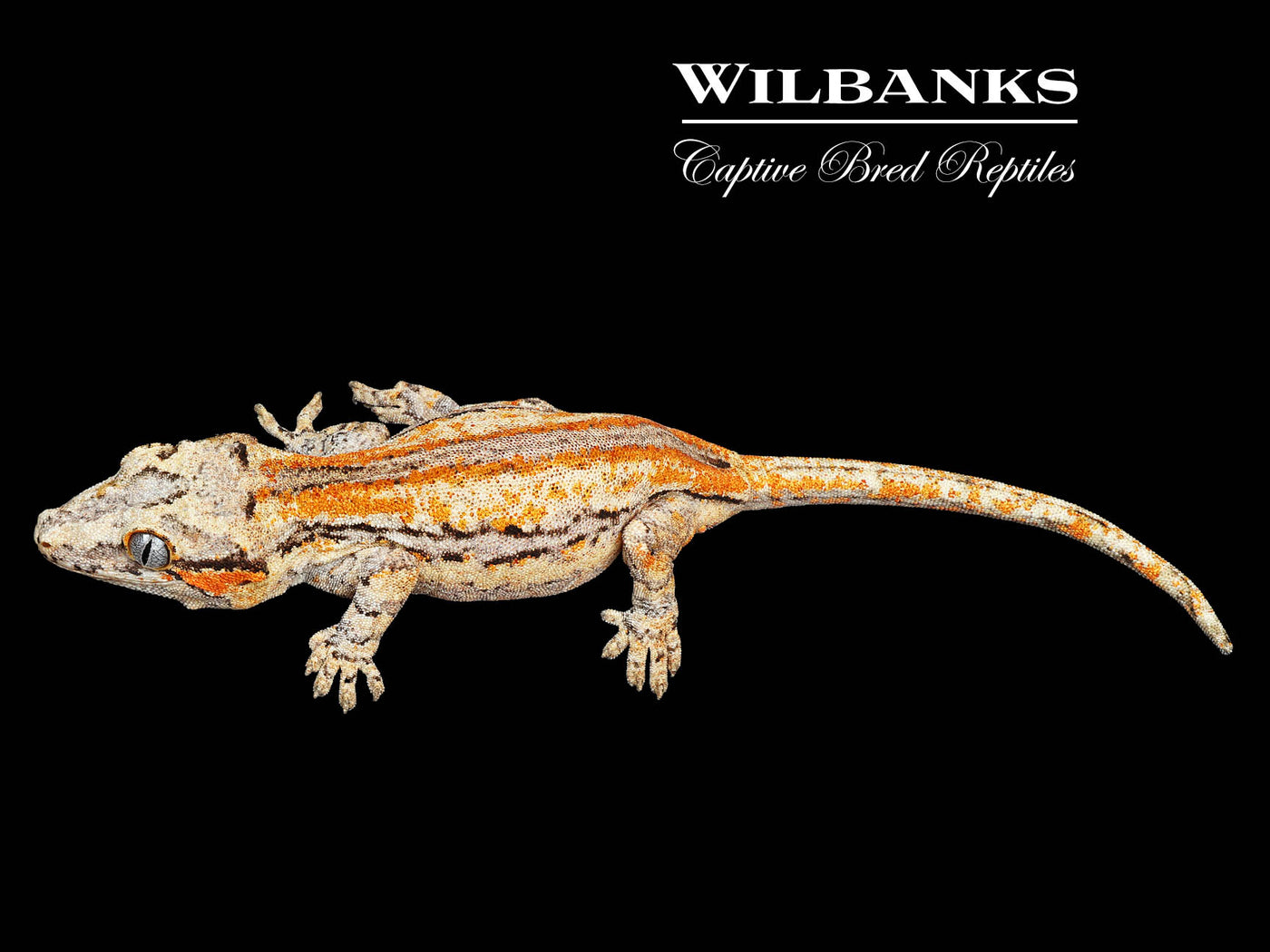 Orange Striped Gargoyle Gecko '25