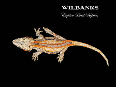 Orange Striped Gargoyle Gecko '25