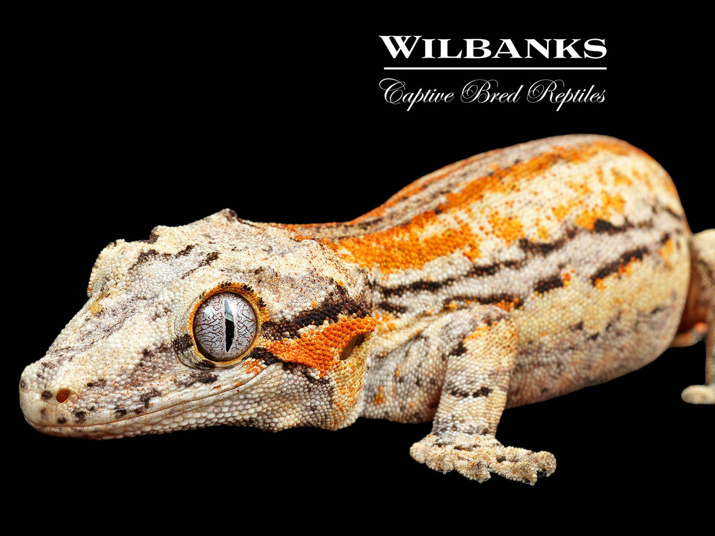 Orange Striped Gargoyle Gecko '25