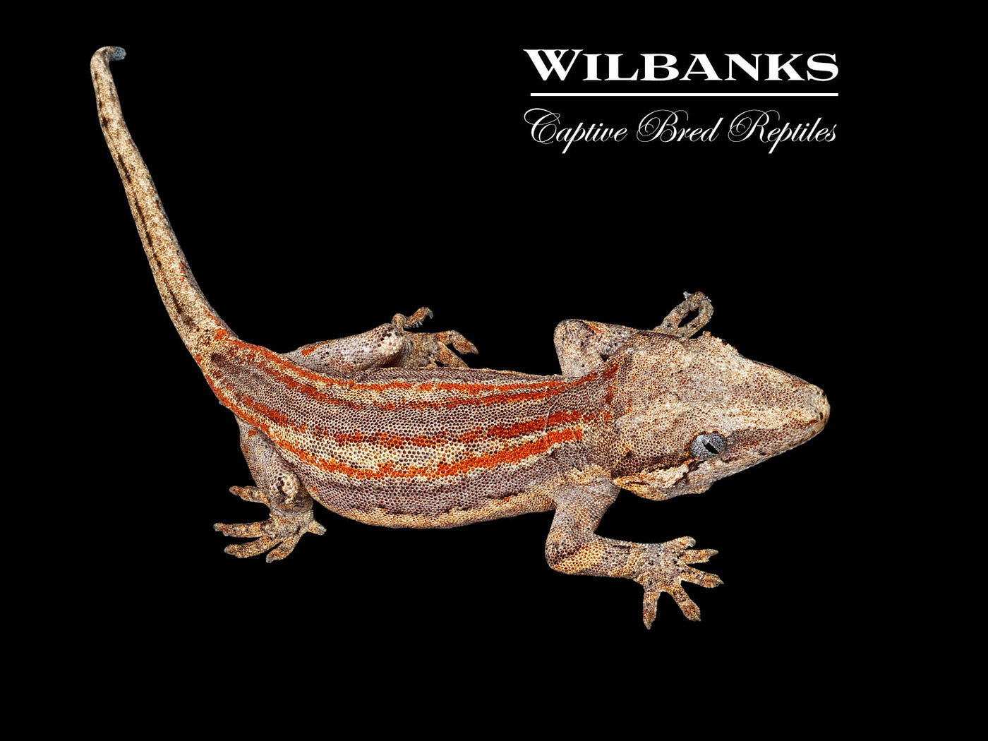 Red Orange Striped Gargoyle Gecko '25