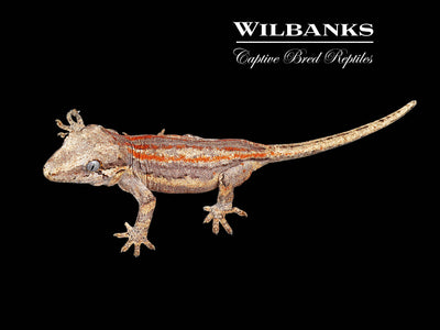 Red Orange Striped Gargoyle Gecko '25