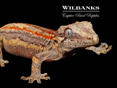Red Orange Striped Gargoyle Gecko '25