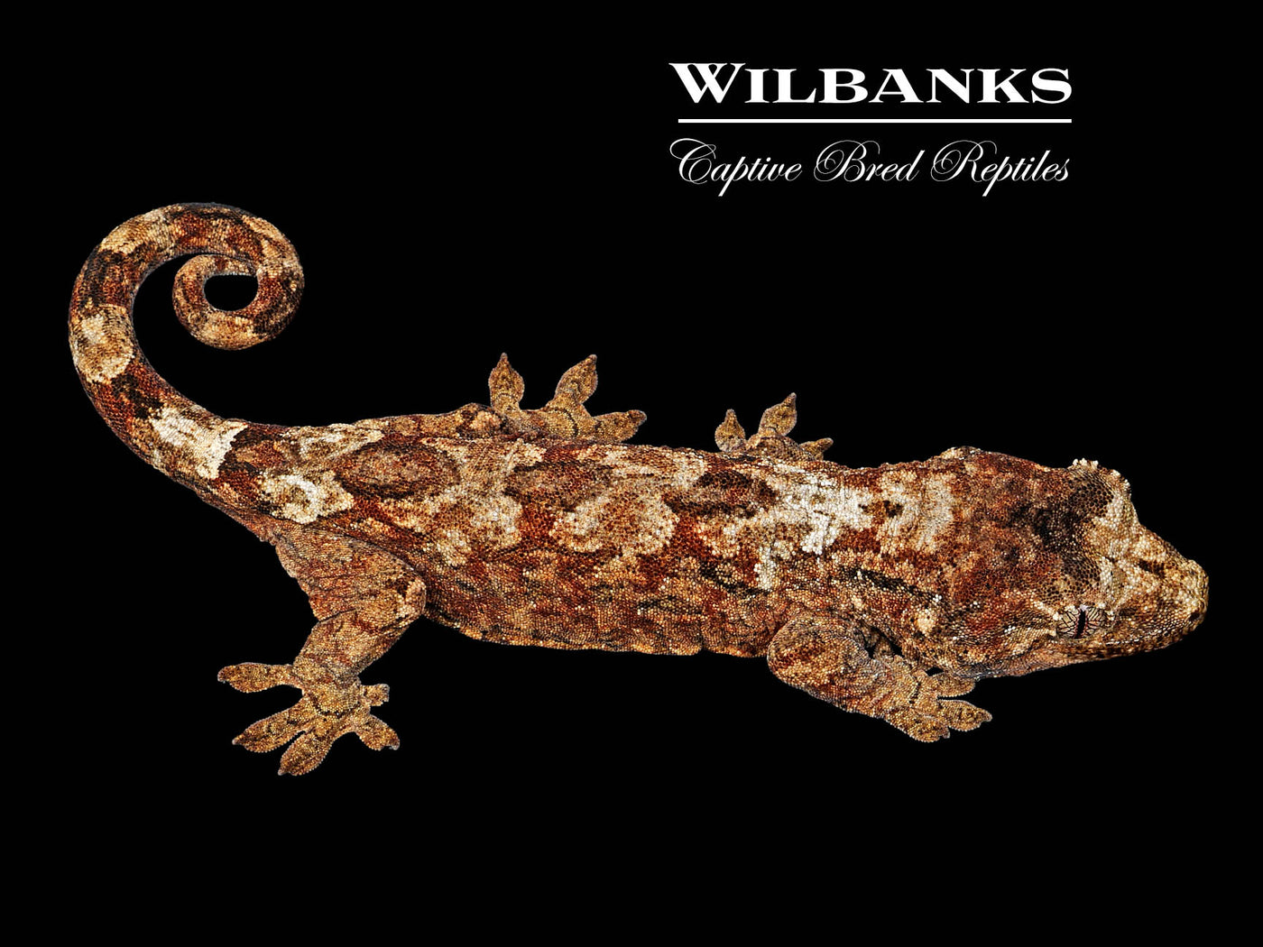 Pine Island Chahoua Gecko (Vincent X Fabienne) '25