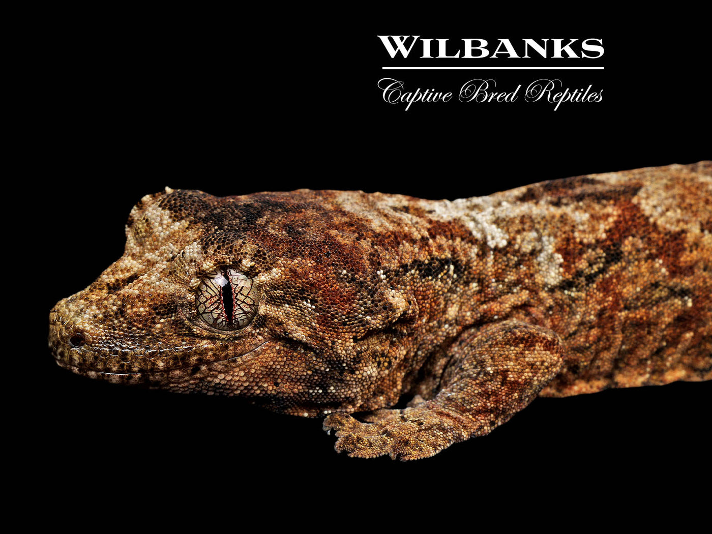 Pine Island Chahoua Gecko (Vincent X Fabienne) '25