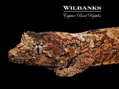 Pine Island Chahoua Gecko (Vincent X Fabienne) '25