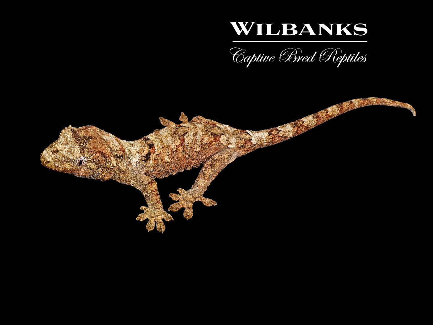 Pine Island Chahoua Gecko (Charlie X Jody) '25