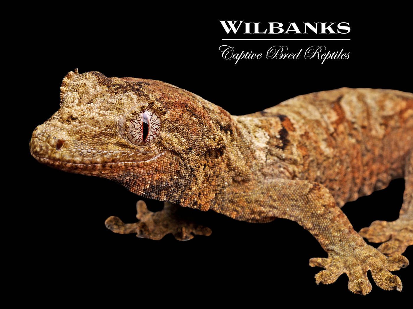 Pine Island Chahoua Gecko (Charlie X Jody) '25