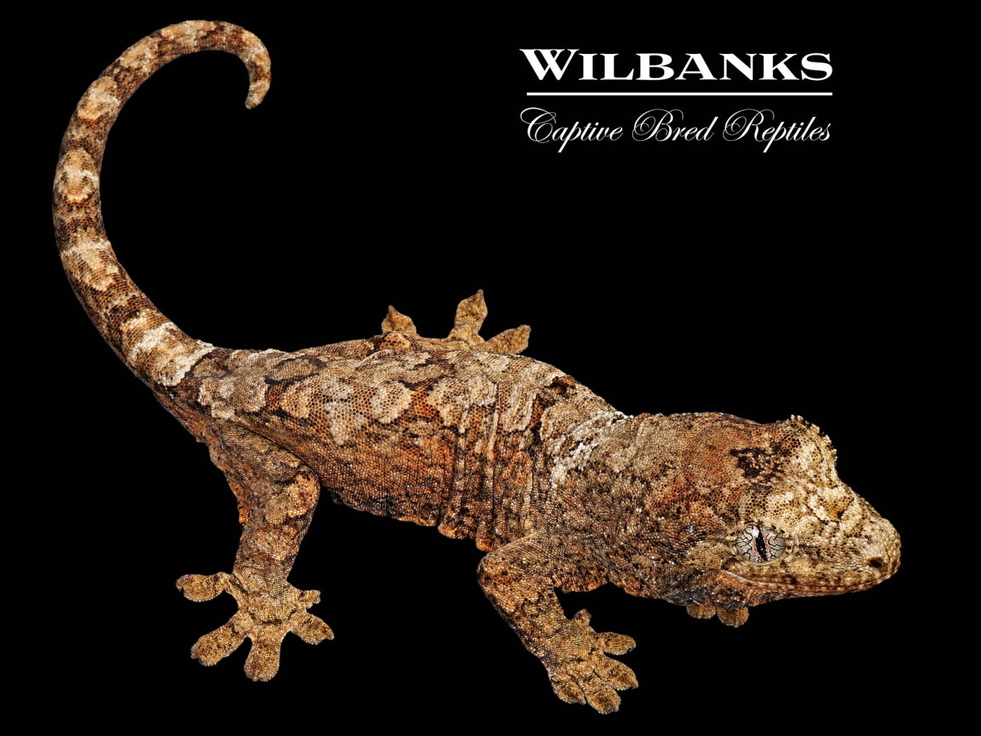 Pine Island Chahoua Gecko (Butch X Esmeralda) '25