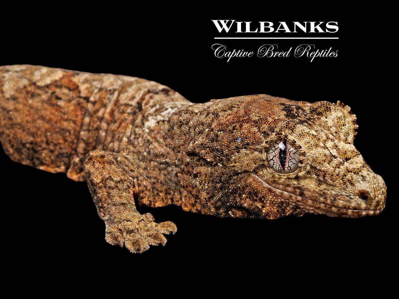 Pine Island Chahoua Gecko (Butch X Esmeralda) '25