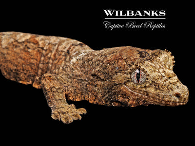 Pine Island Chahoua Gecko (Butch X Esmeralda) '25