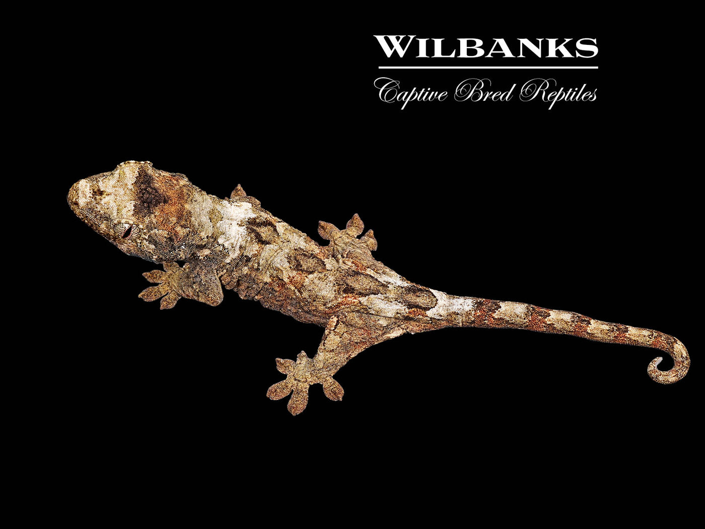 Pine Island Chahoua Gecko (Charlie X Jody) '25