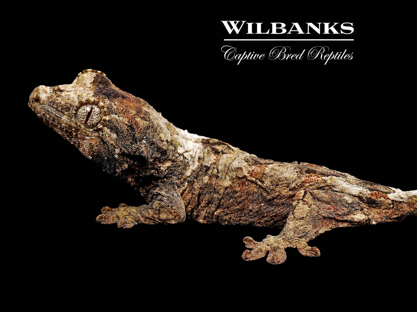 Pine Island Chahoua Gecko (Charlie X Jody) '25