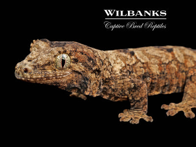 Pine Island Chahoua Gecko (Kim X Zoe) '25