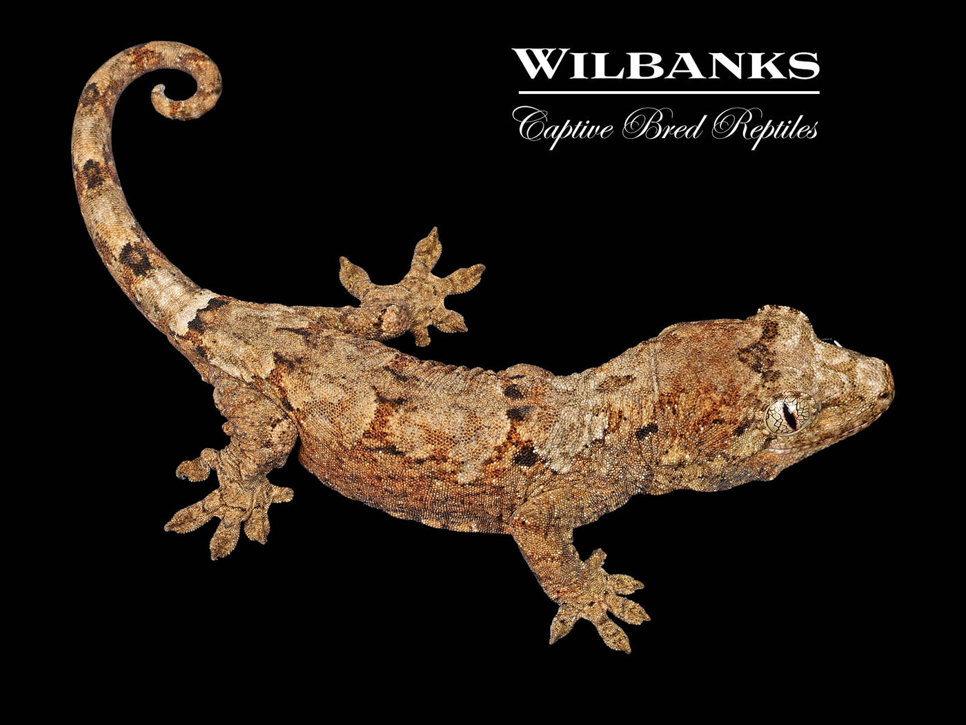 Pine Island Chahoua Gecko (Kim X Sharon) '25