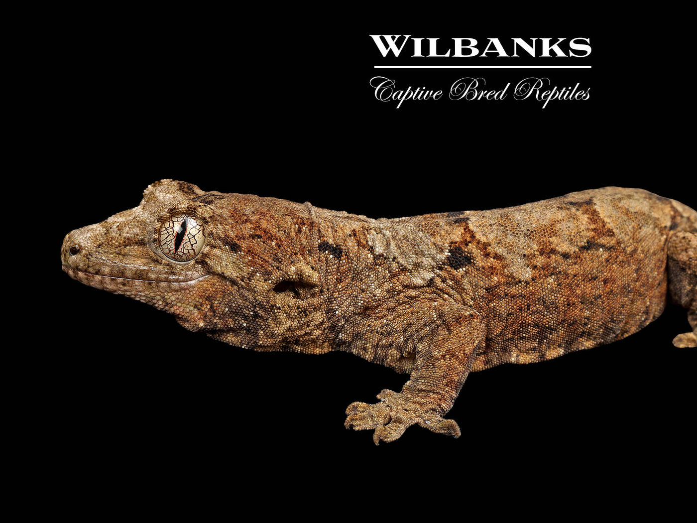 Pine Island Chahoua Gecko (Kim X Sharon) '25