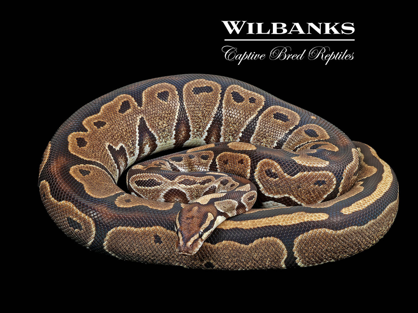 100% Het. Albino (Proven Breeder) Ball Python ♀ '17
