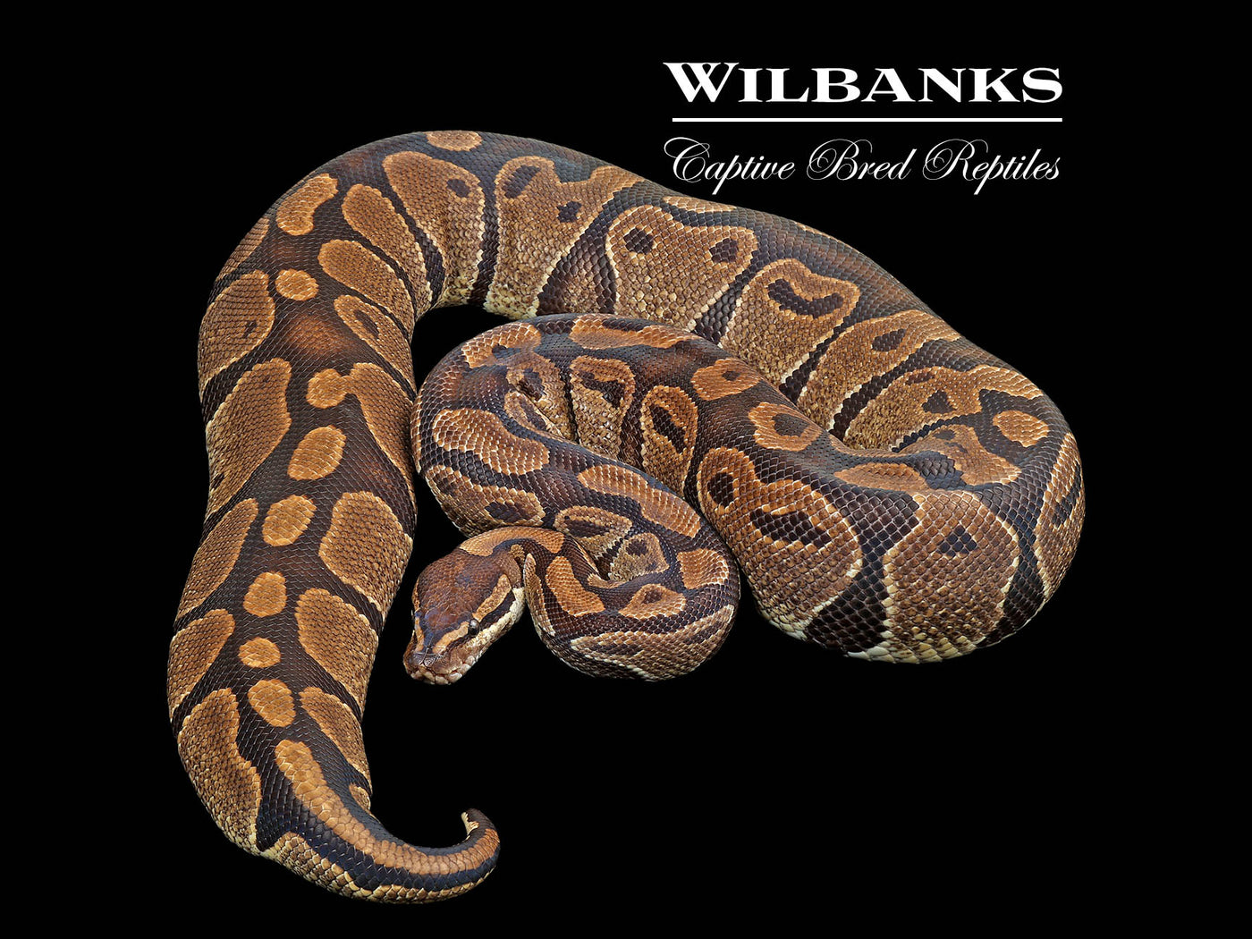 100% Het. Albino (Proven Breeder) Ball Python ♀ '17