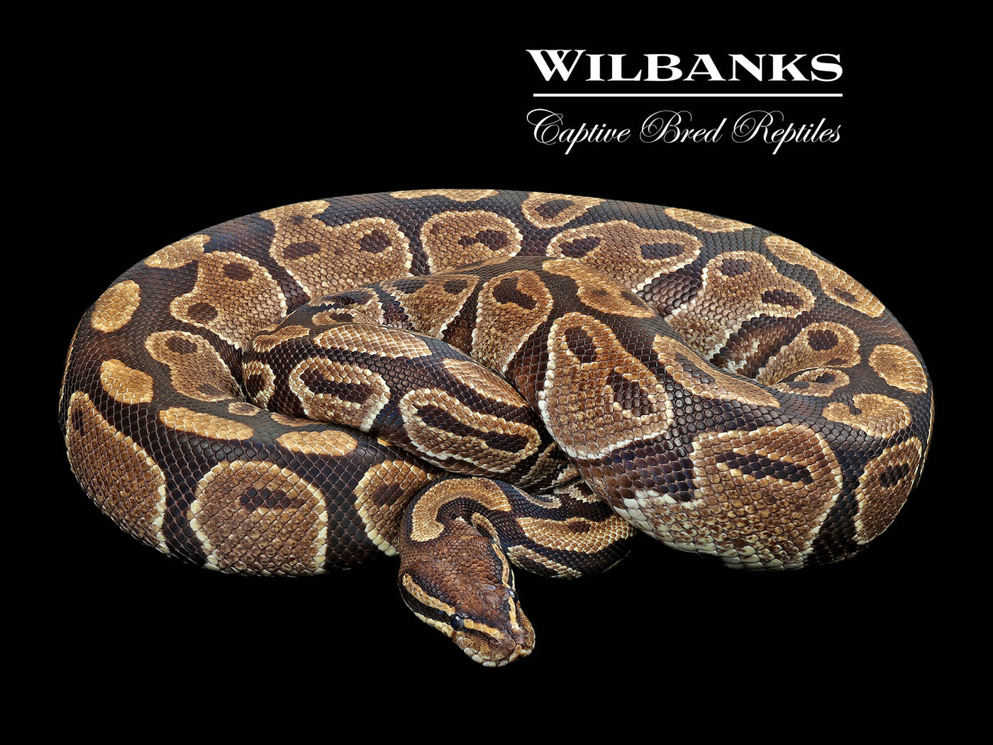 100% Het. Albino (Proven Breeder) Ball Python ♀ '17