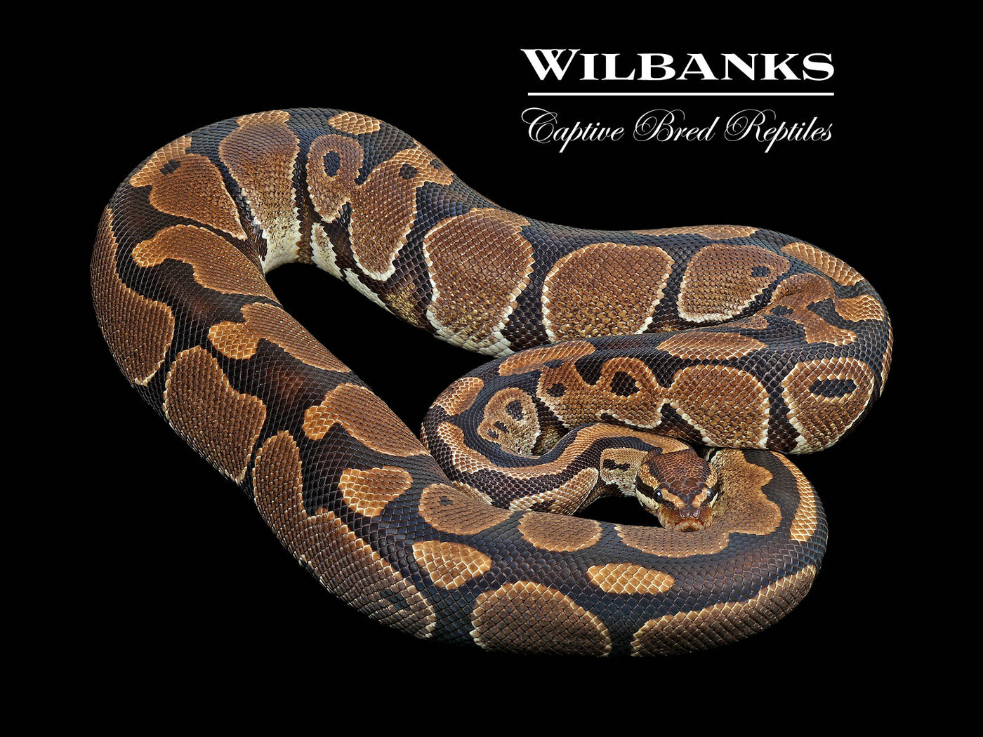 100% Het. Albino (Proven Breeder) Ball Python ♀ '17